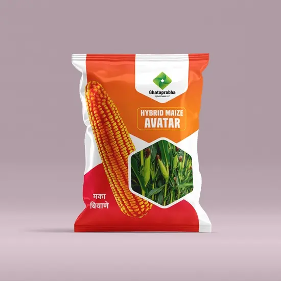 Maize