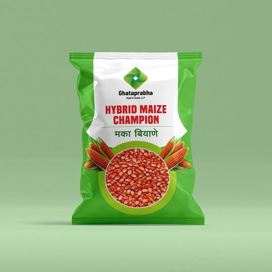 Hybrid Maize seeds Champion